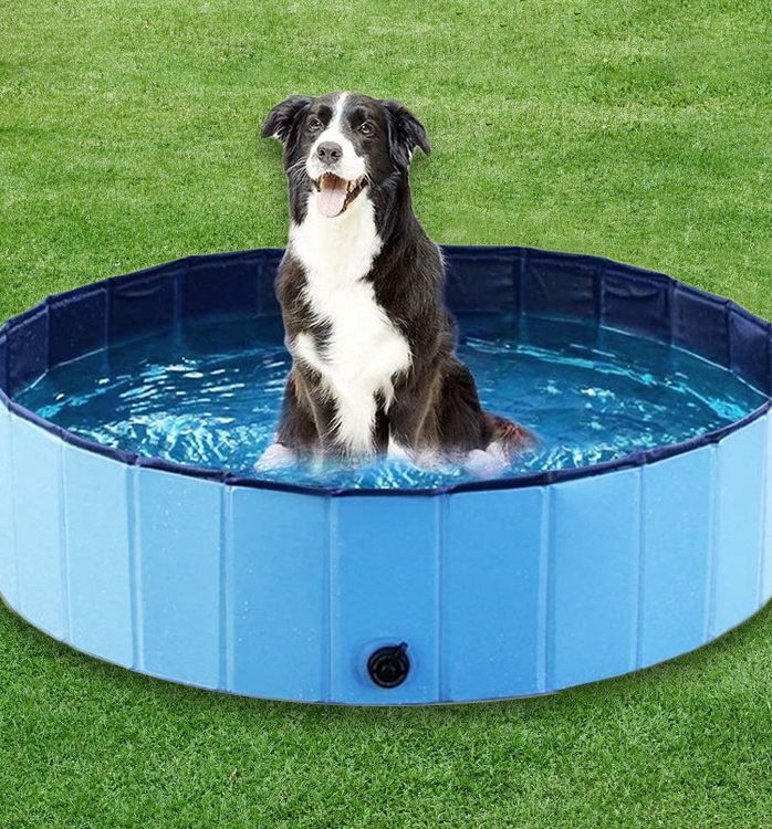 pet pool 3
